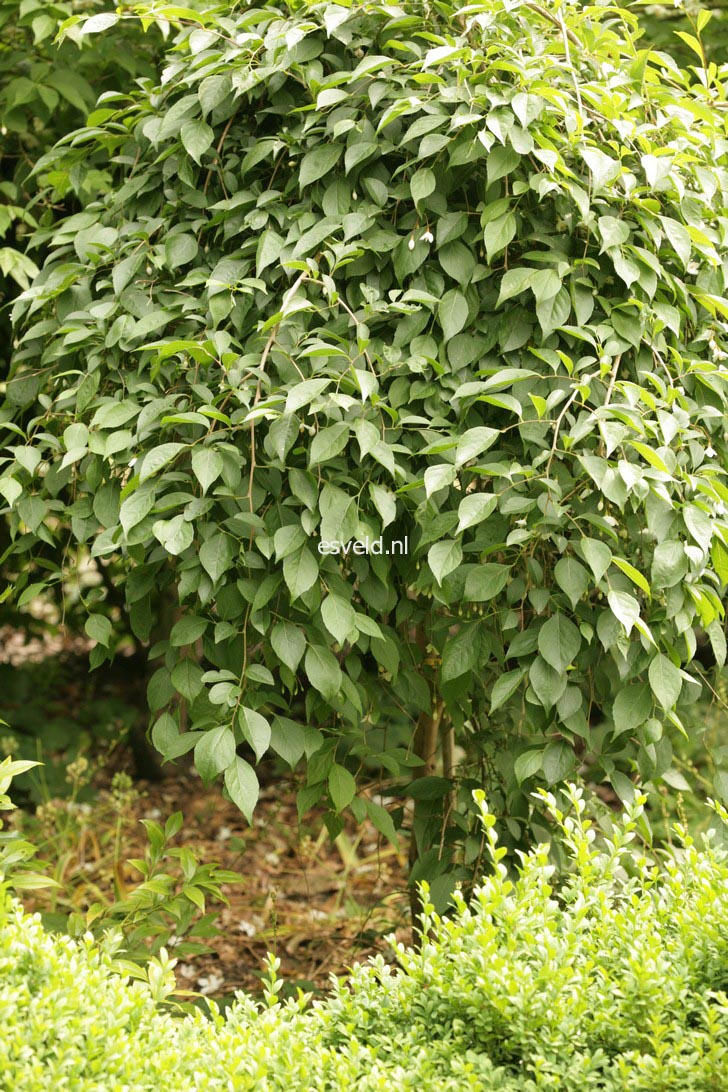 Styrax japonicus 'Pendulus'