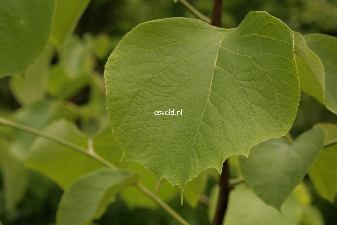 Styrax obassia