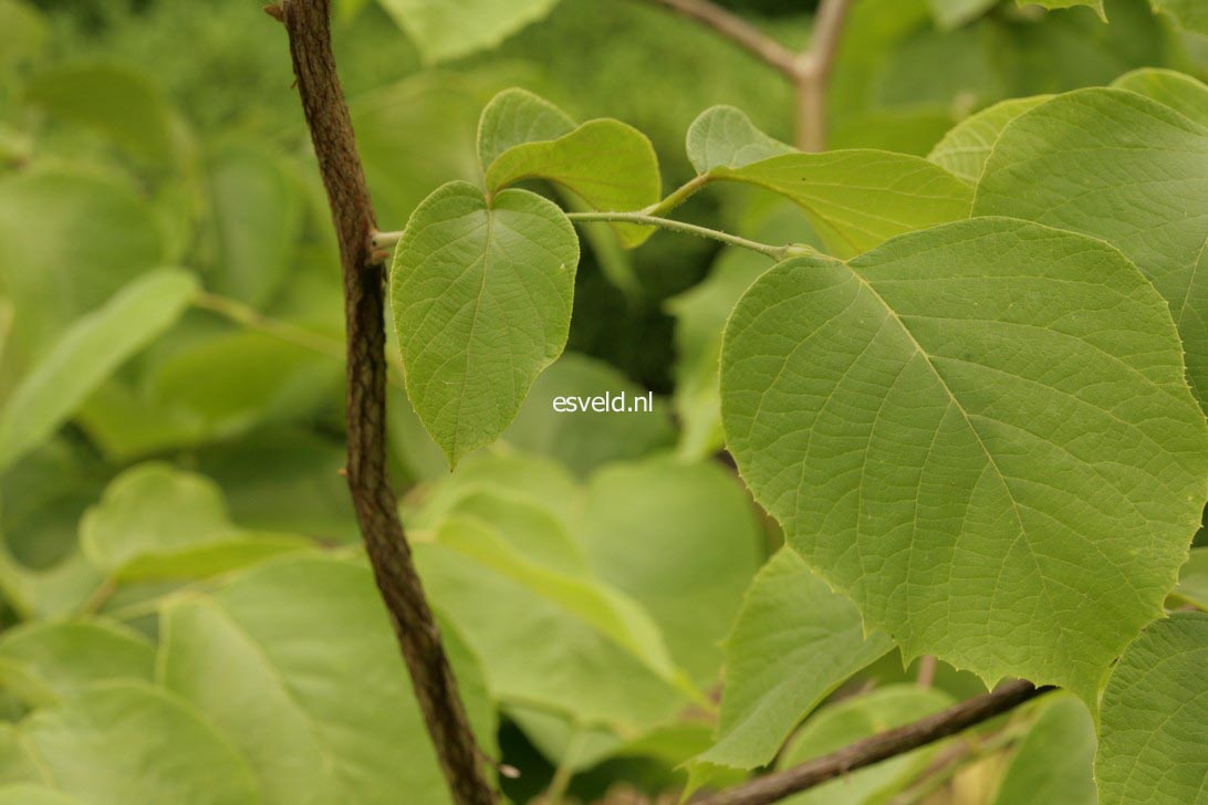 Styrax obassia