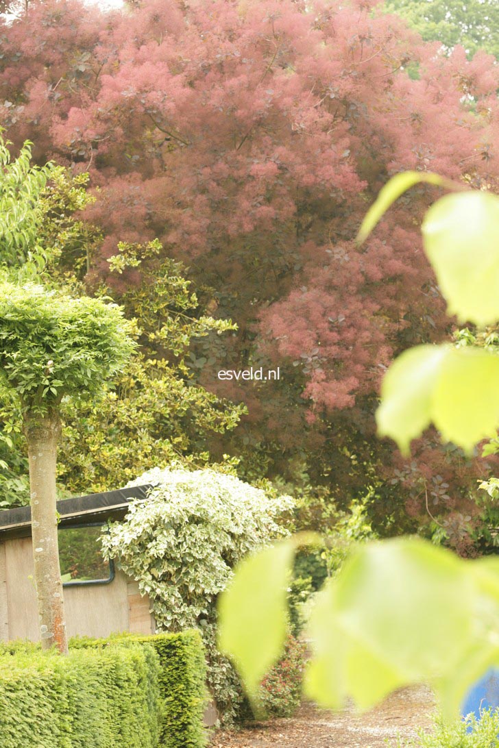 Cotinus 'Grace'