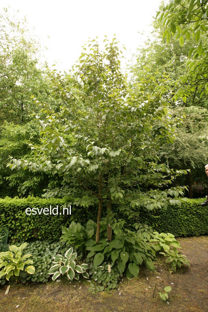 Styrax japonicus fargesii