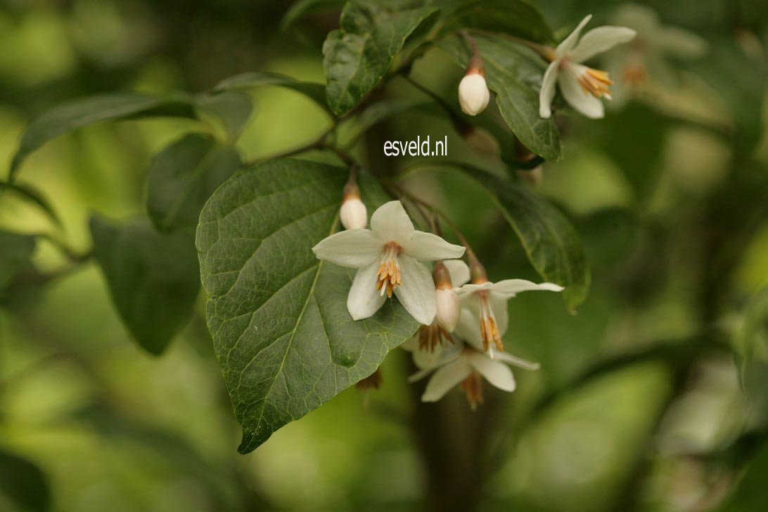 Styrax japonicus fargesii