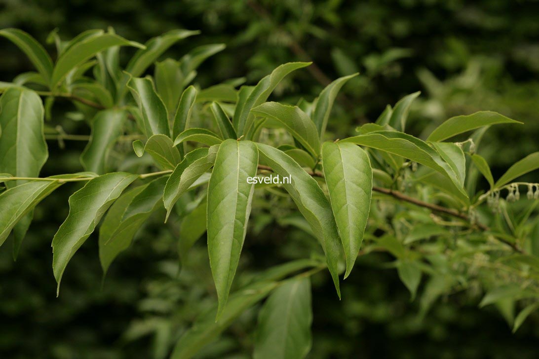 Styrax confusus