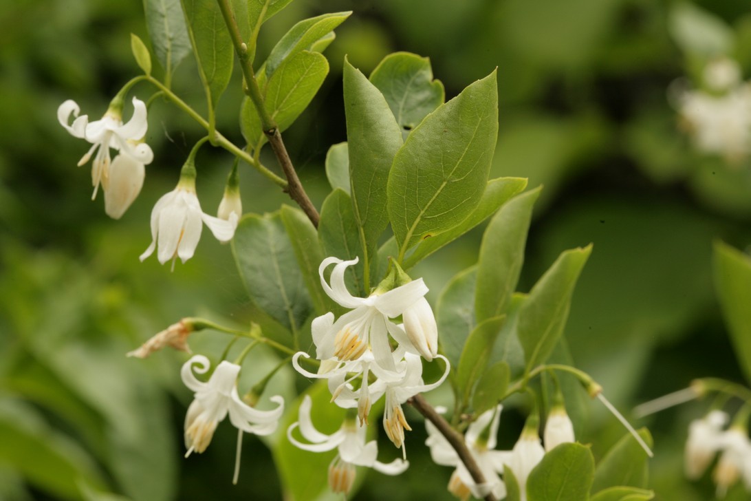 Styrax americanus