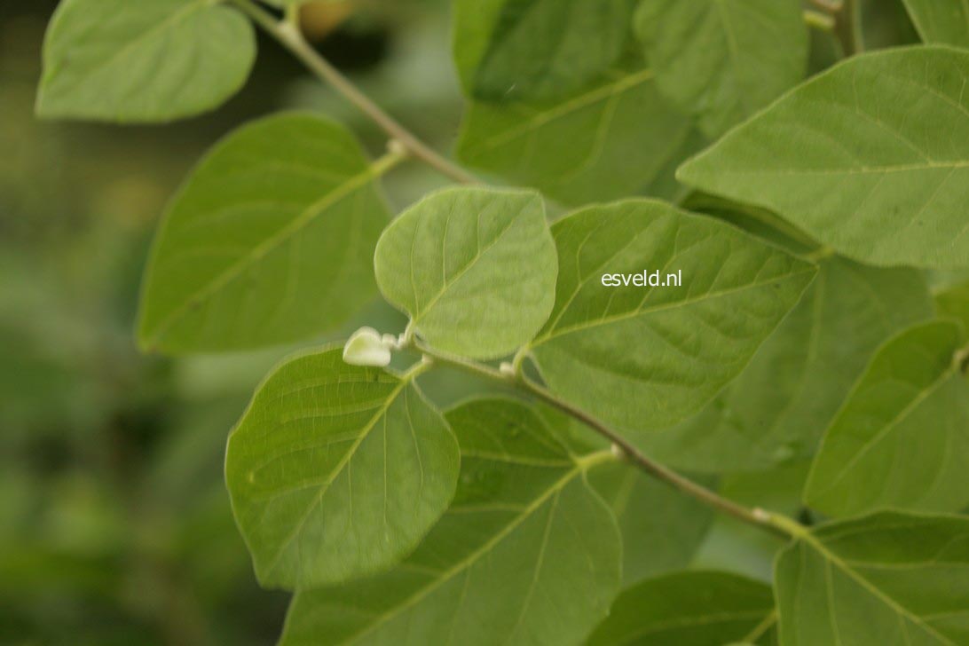 Styrax officinalis