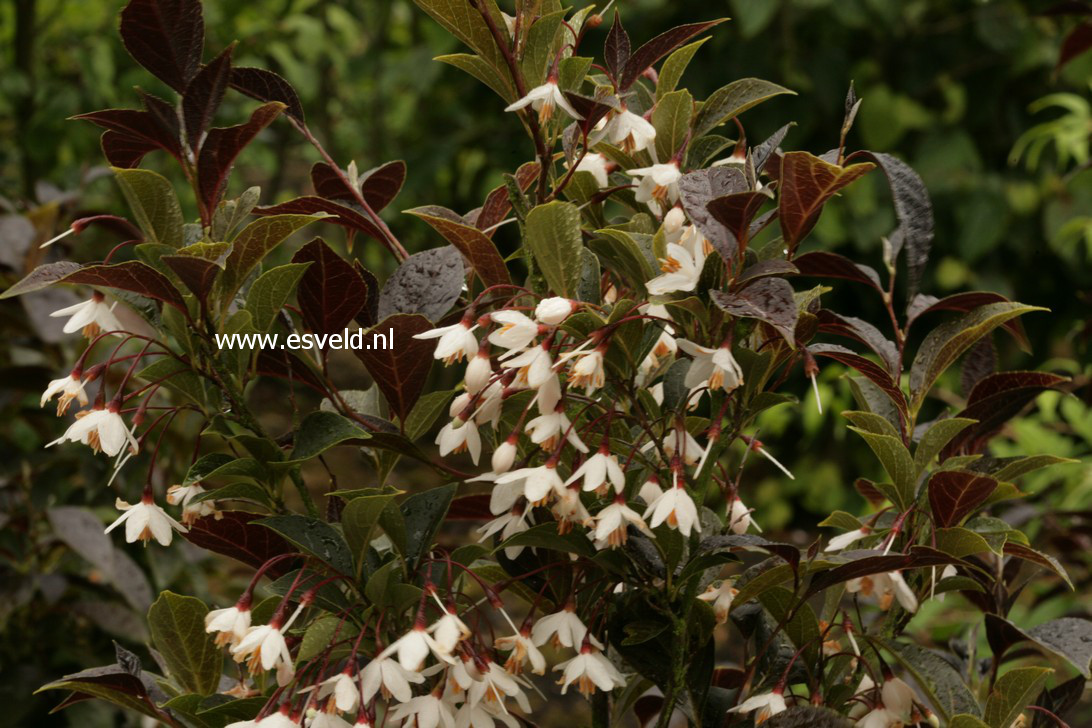 Styrax japonicus 'Evening Light'