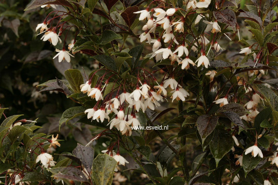 Styrax japonicus 'Evening Light'