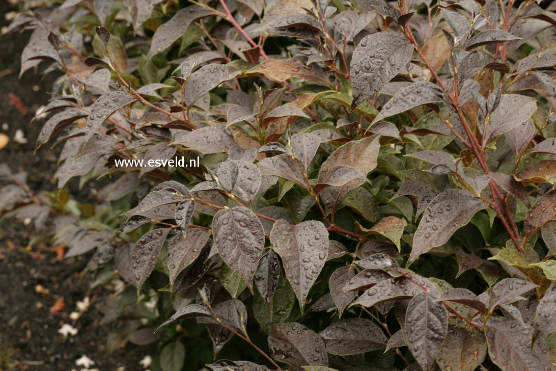 Styrax japonicus 'Evening Light'