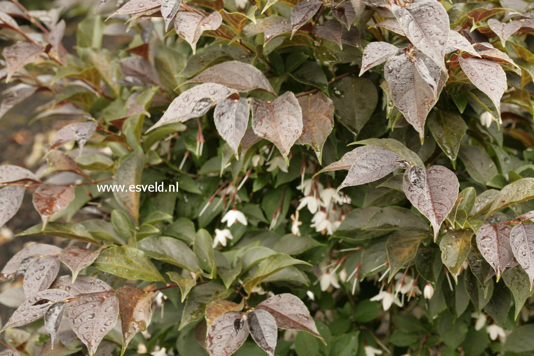 Styrax japonicus 'Evening Light'