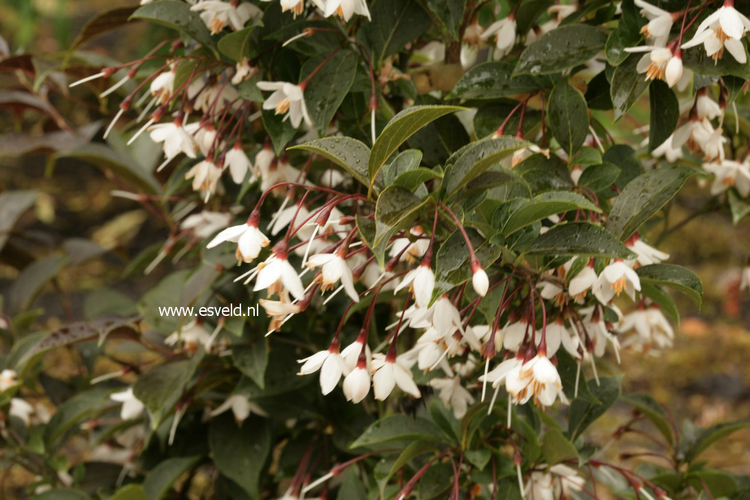 Styrax japonicus 'Evening Light'