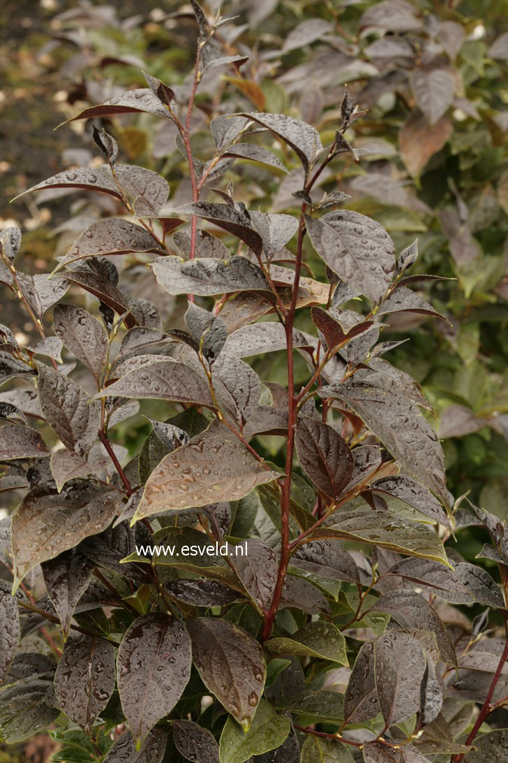 Styrax japonicus 'Evening Light'