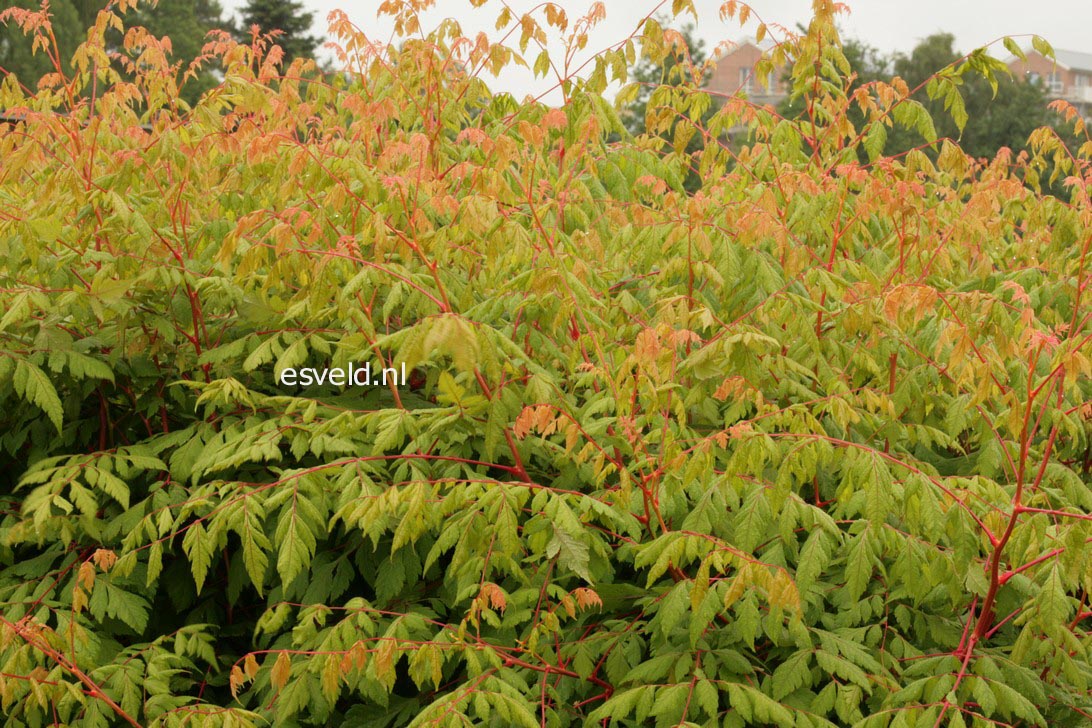 Koelreuteria paniculata 'Coral Sun'