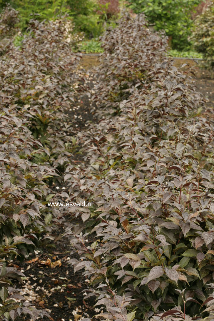 Styrax japonicus 'Evening Light'