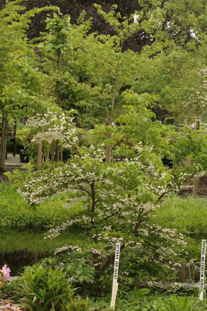 Styrax japonicus 'Issai'