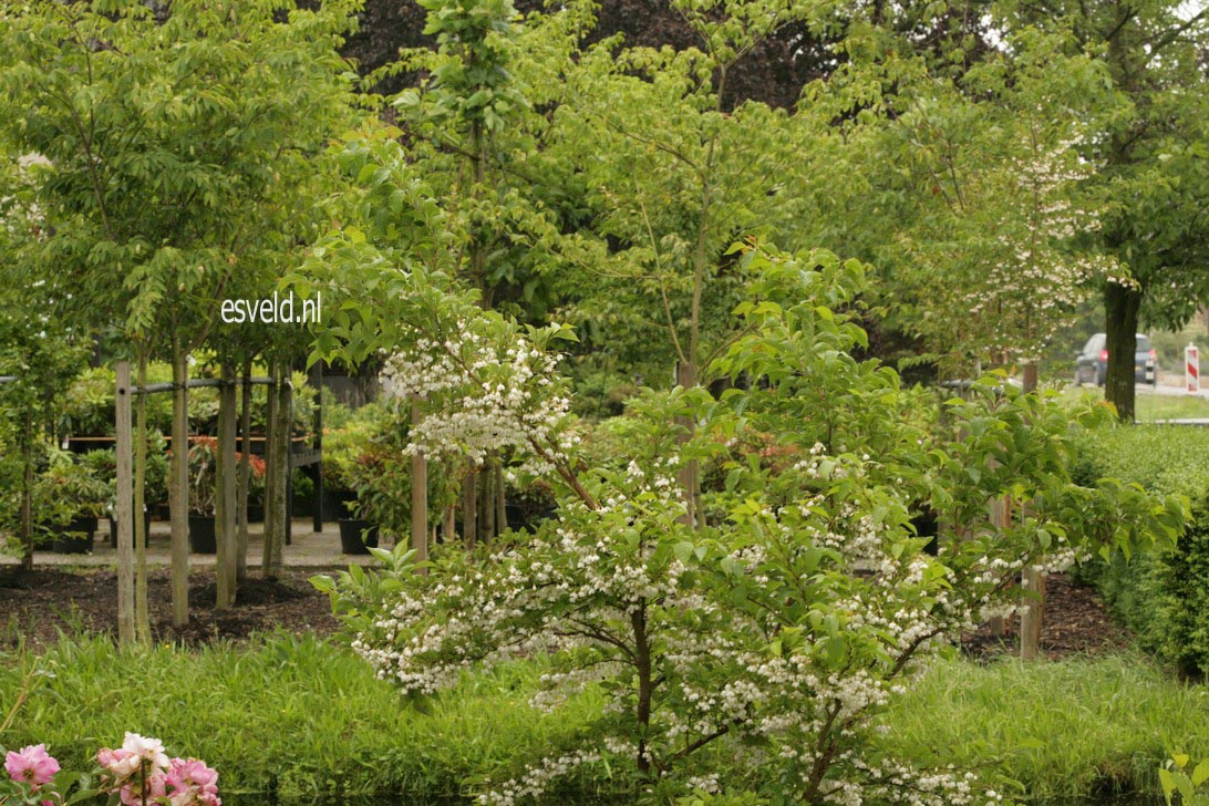 Styrax japonicus 'Issai'