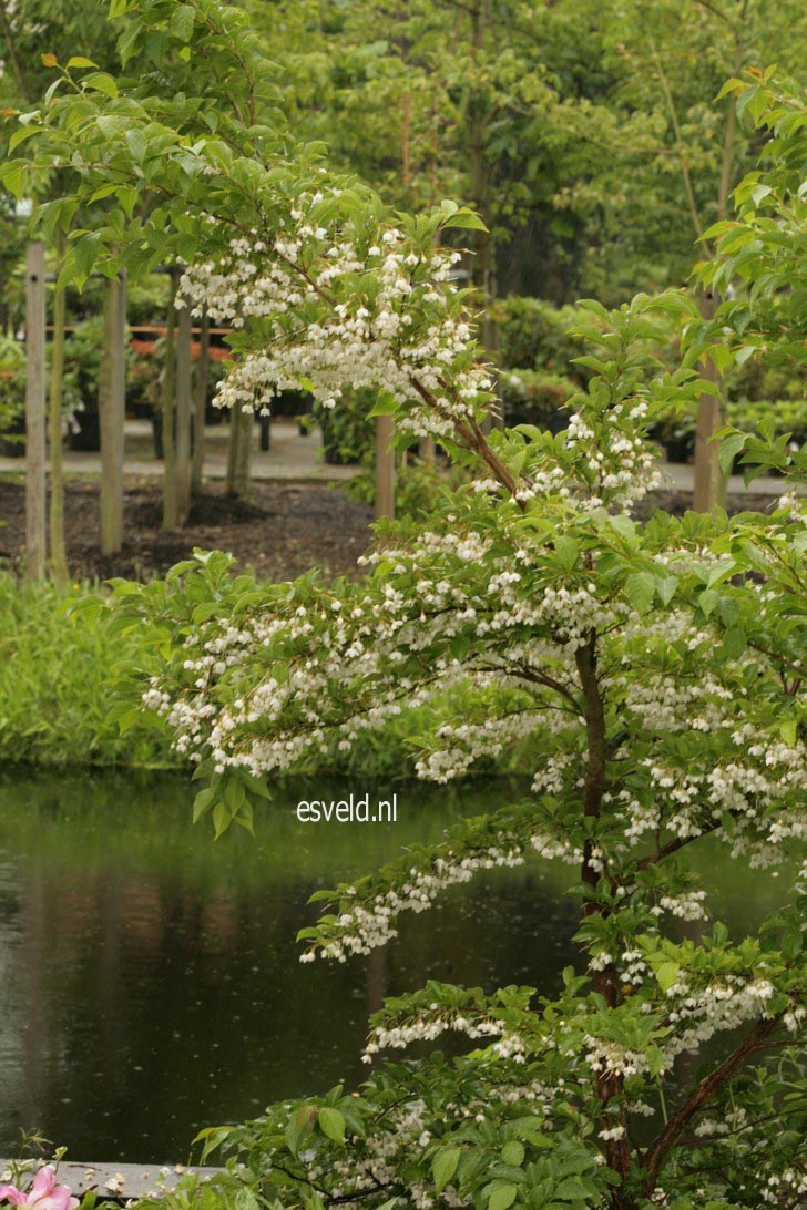 Styrax japonicus 'Issai'