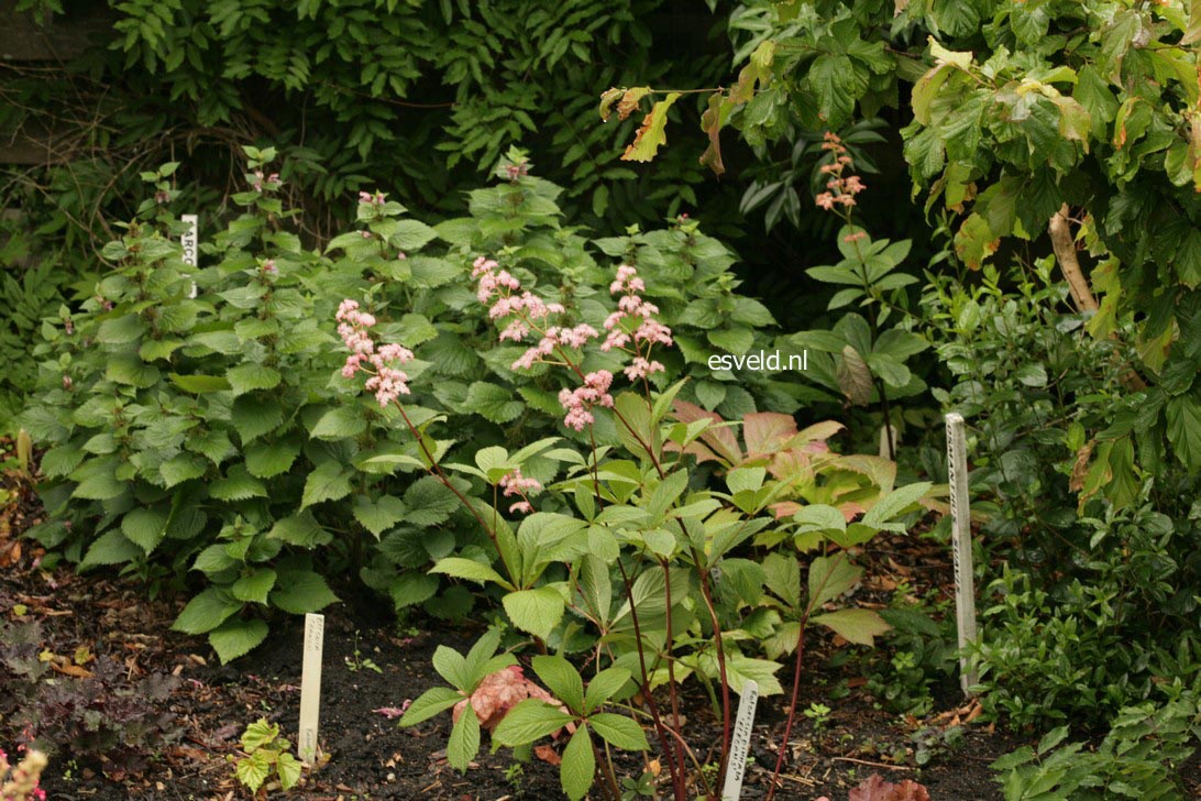 Rodgersia pinnata 'Elegans'