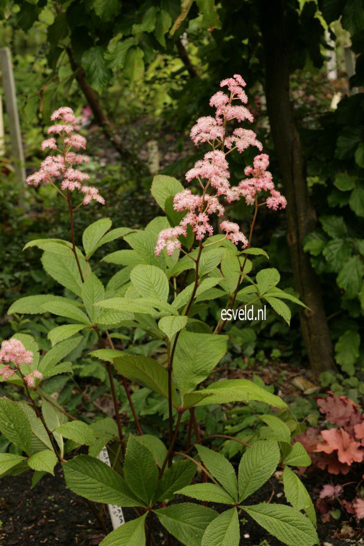 Rodgersia pinnata 'Elegans'