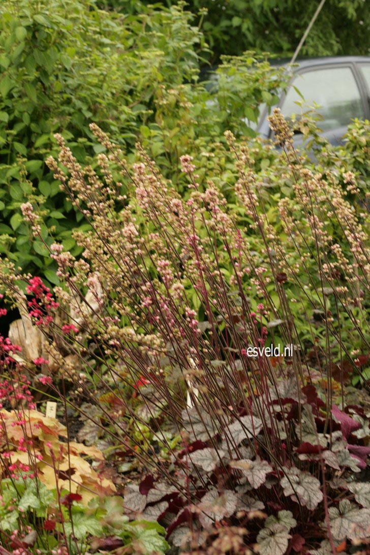 Heuchera 'Silver Scrolls'