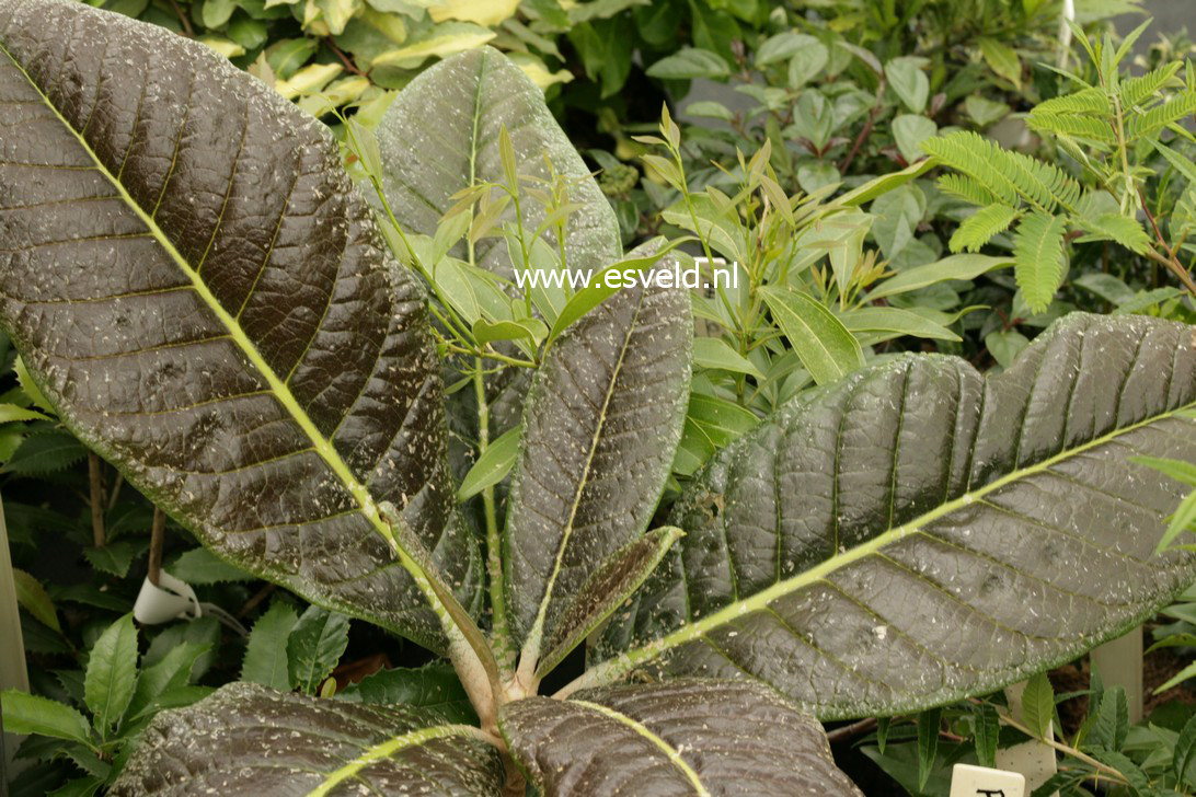 Rhododendron rex fictolacteum