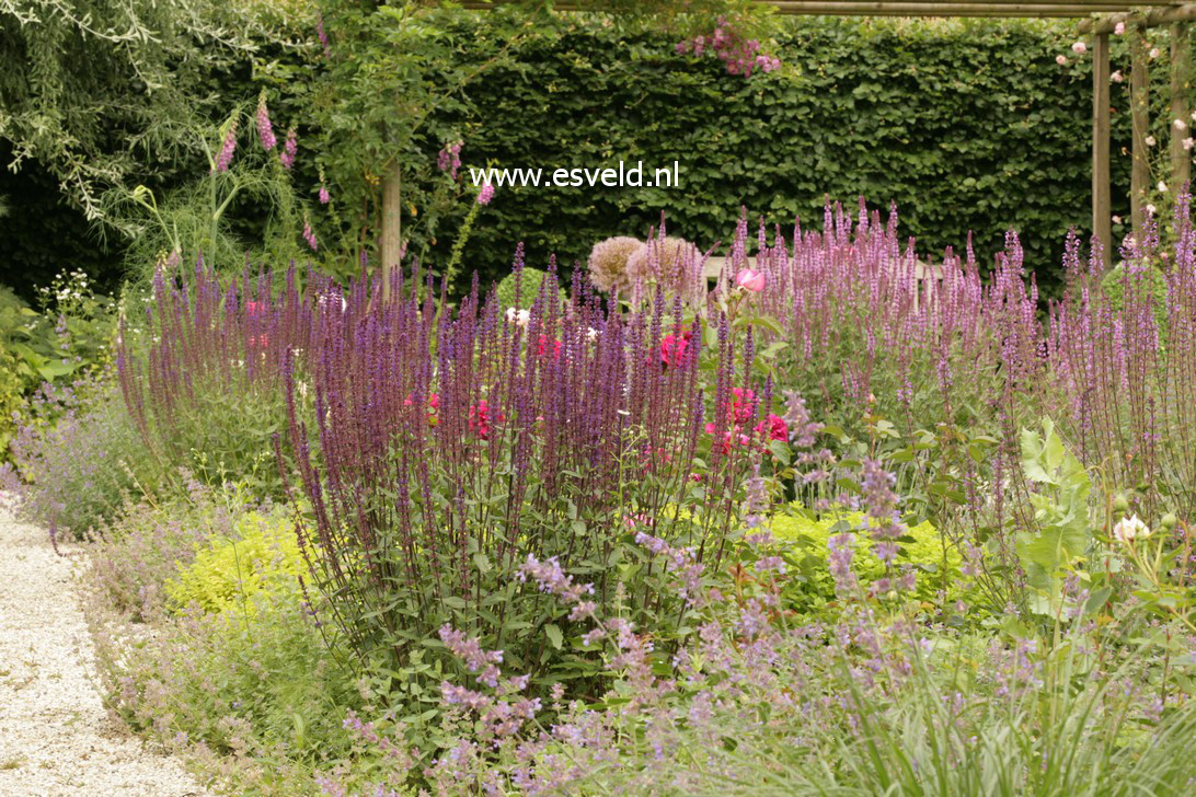 Salvia nemorosa 'Caradonna'