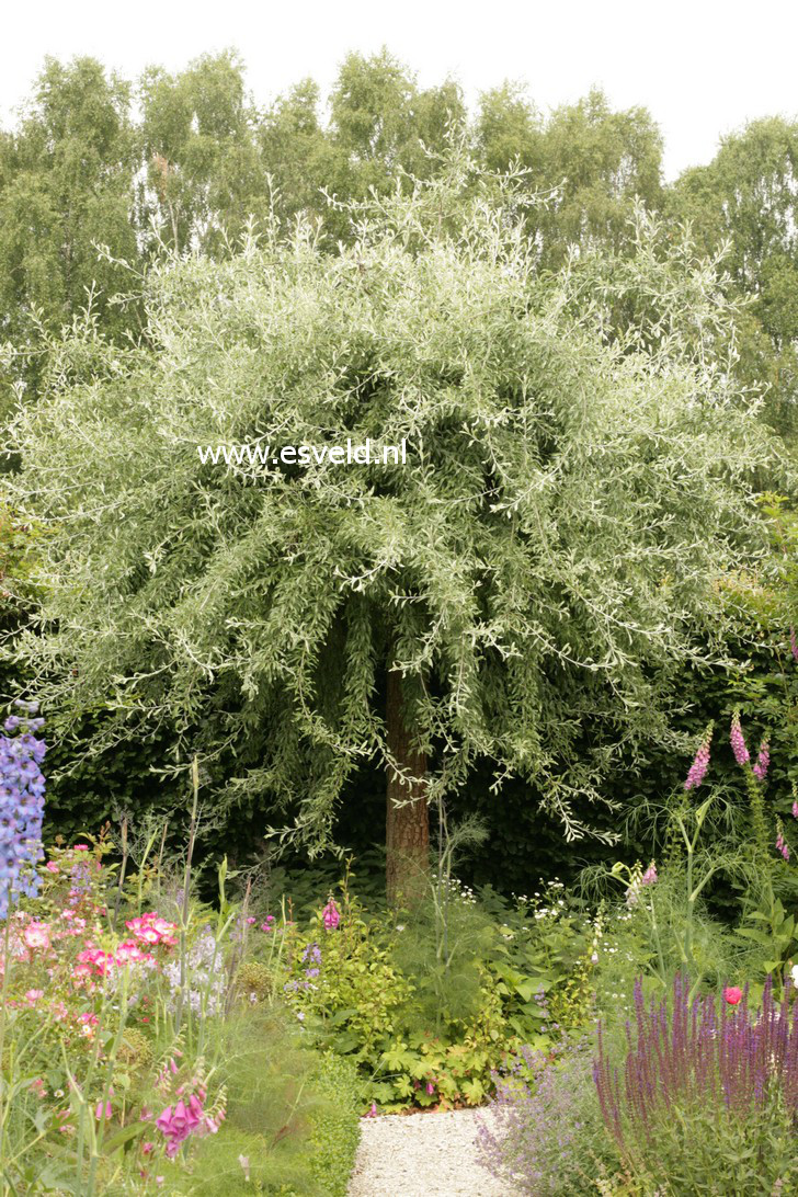 Pyrus salicifolia 'Pendula'