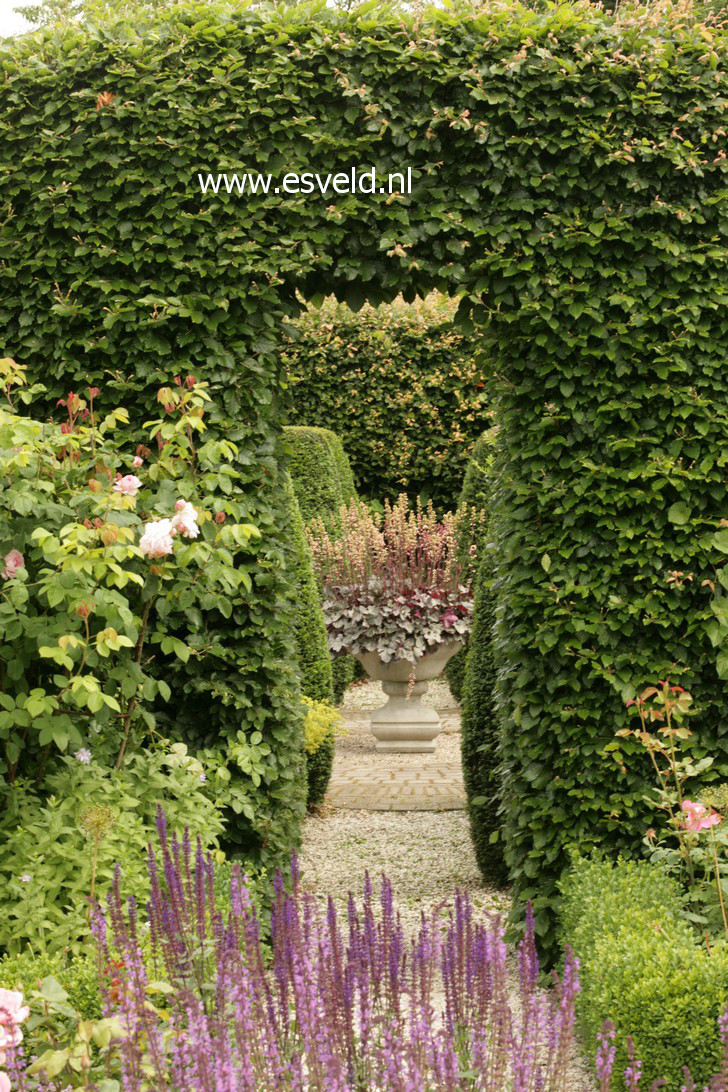 Heuchera 'Silver Scrolls'