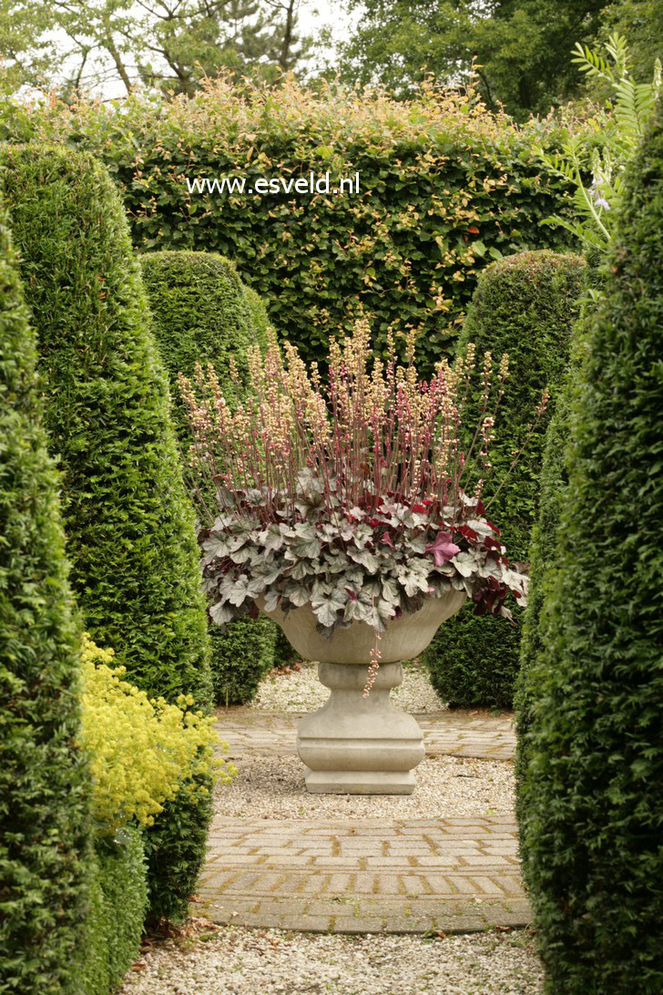 Heuchera 'Silver Scrolls'