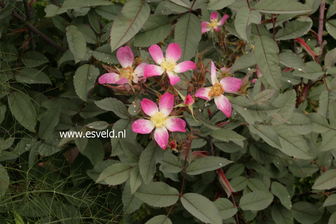 Rosa glauca