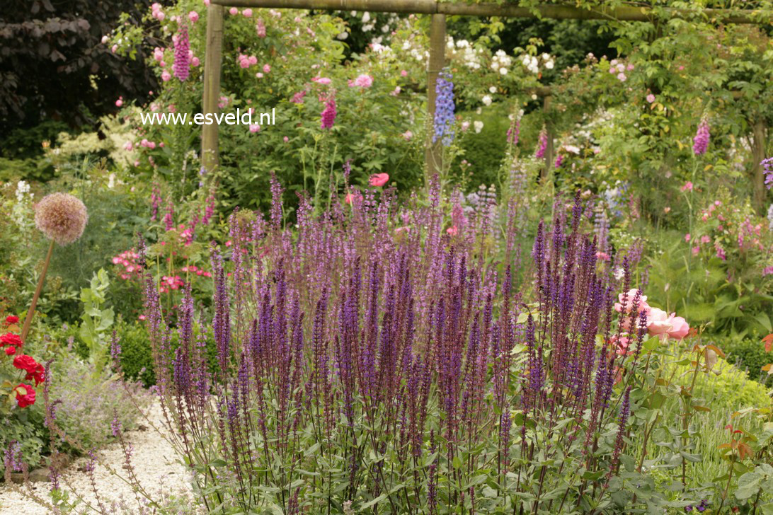 Salvia nemorosa 'Caradonna'