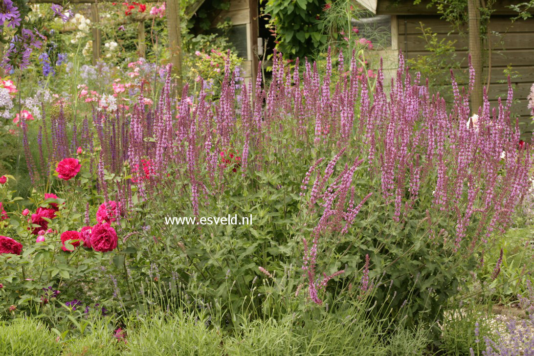 Salvia nemorosa 'Rose Queen'