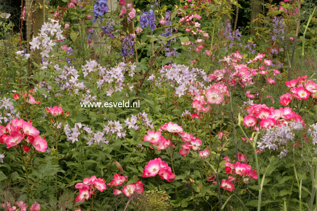 Campanula lactiflora 'Prichard's Variety'