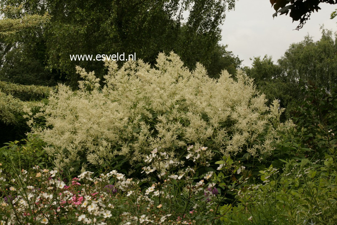 Persicaria polymorpha