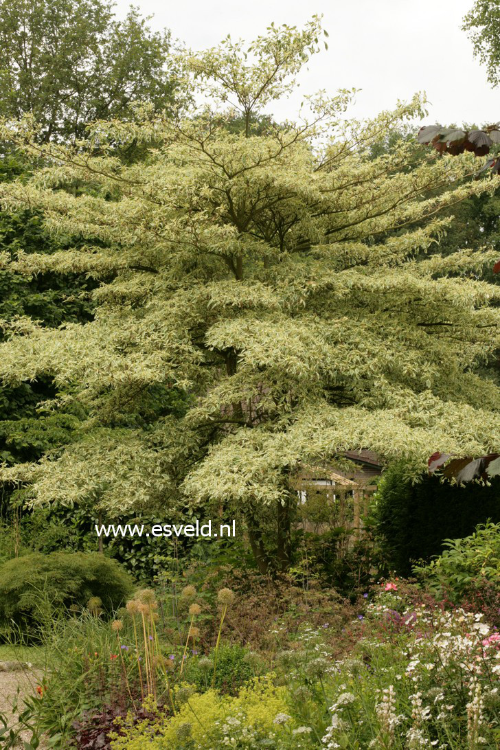 Cornus controversa 'Variegata'