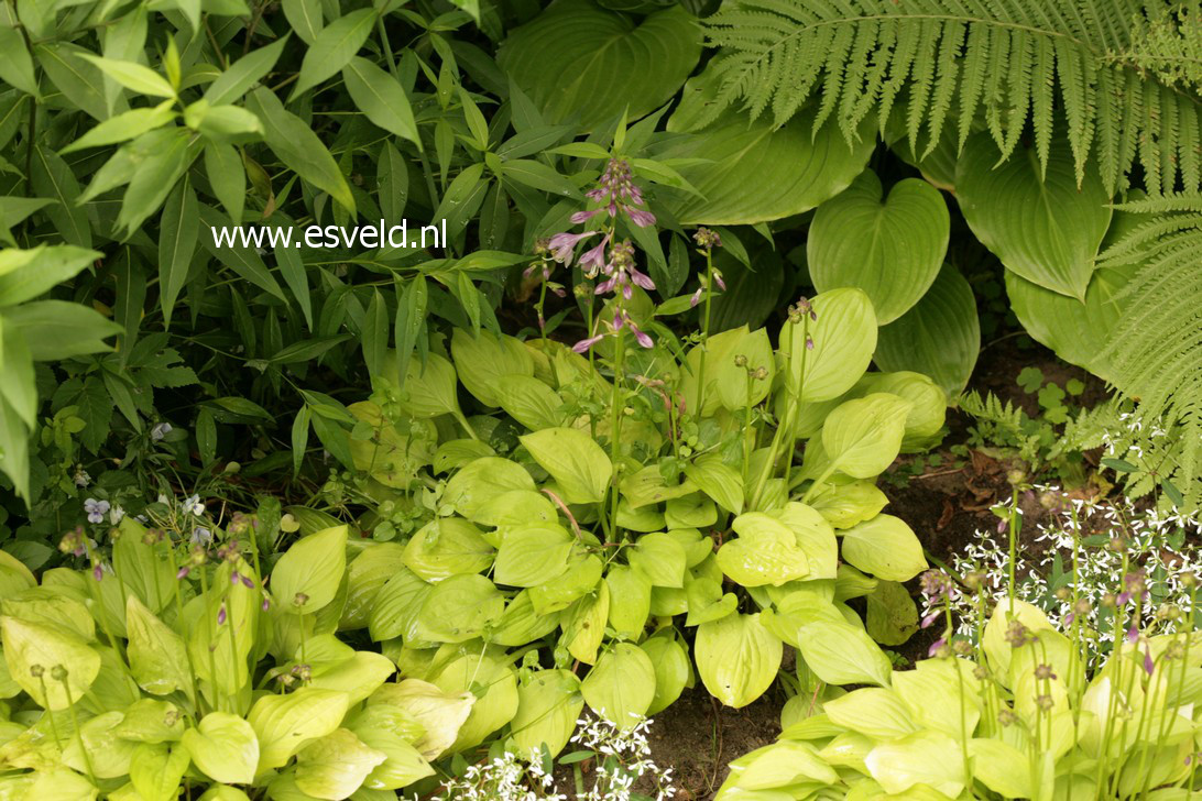 Hosta 'Gold Edger'