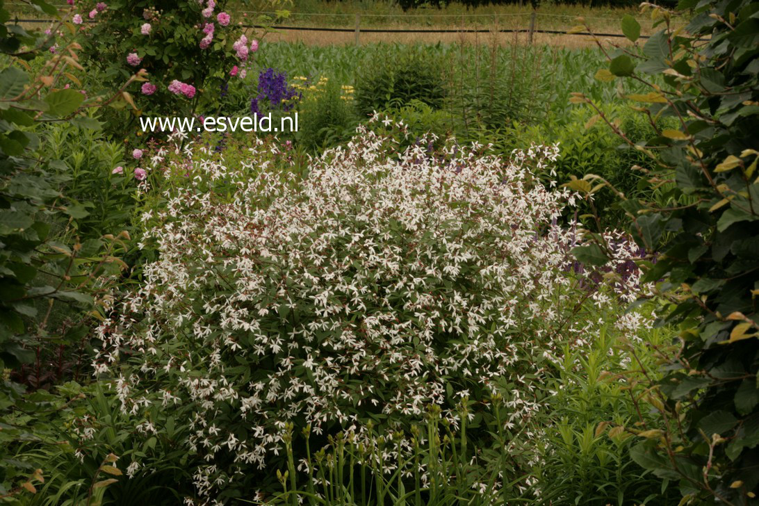 Gillenia trifoliata