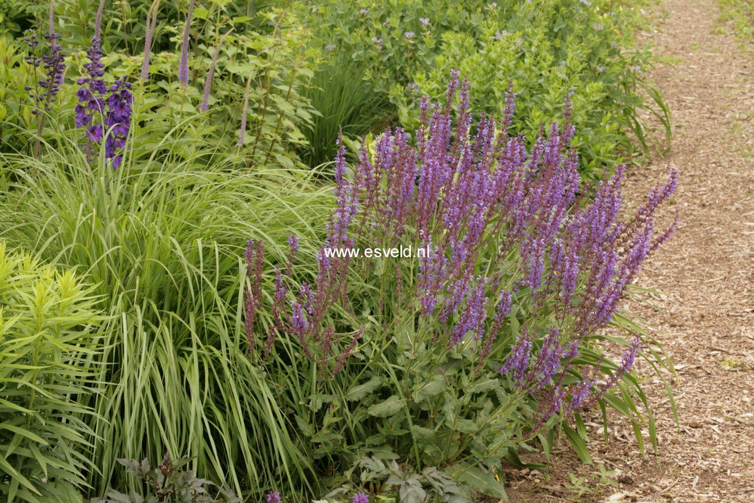 Salvia 'Dear Anja'