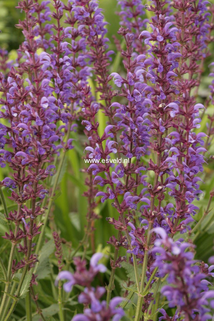 Salvia 'Dear Anja'