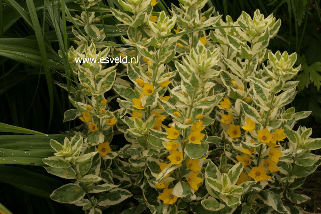 Lysimachia punctata 'Alexander'