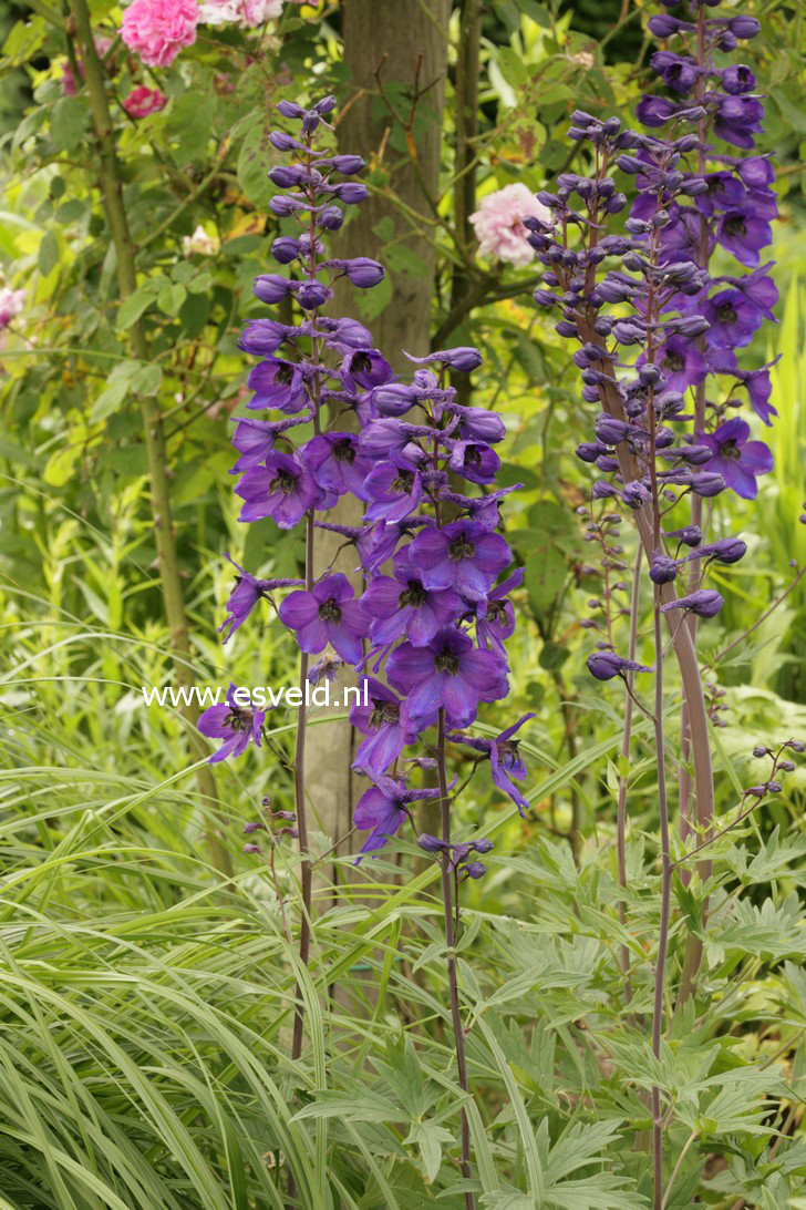 Delphinium 'Black Knight'