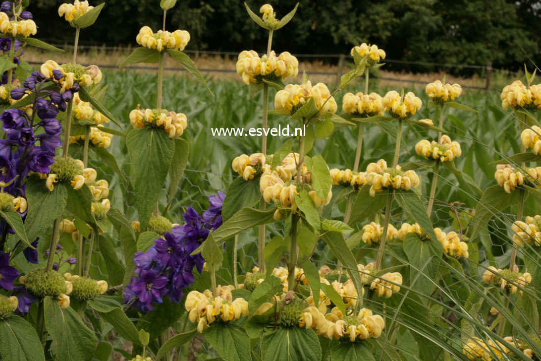 Phlomis russeliana