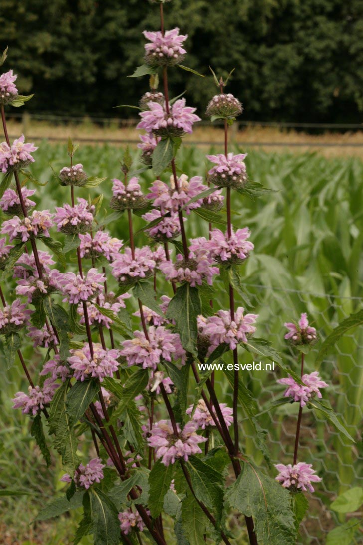 Phlomis tuberosa 'Amazone'