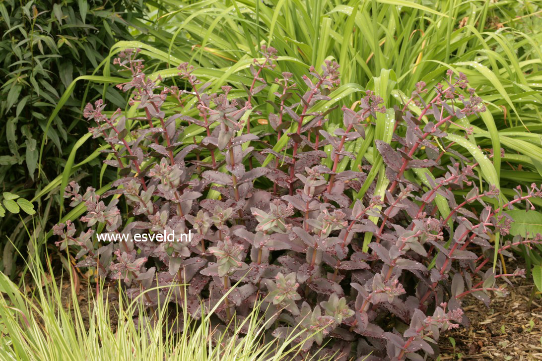 Sedum 'Purple Emperor'