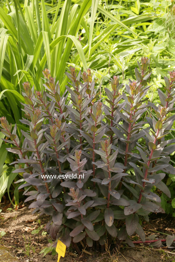 Sedum 'Jose Aubergine'
