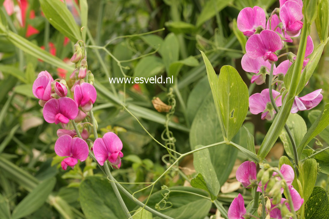 Lathyrus latifolius 'Red Pearl'