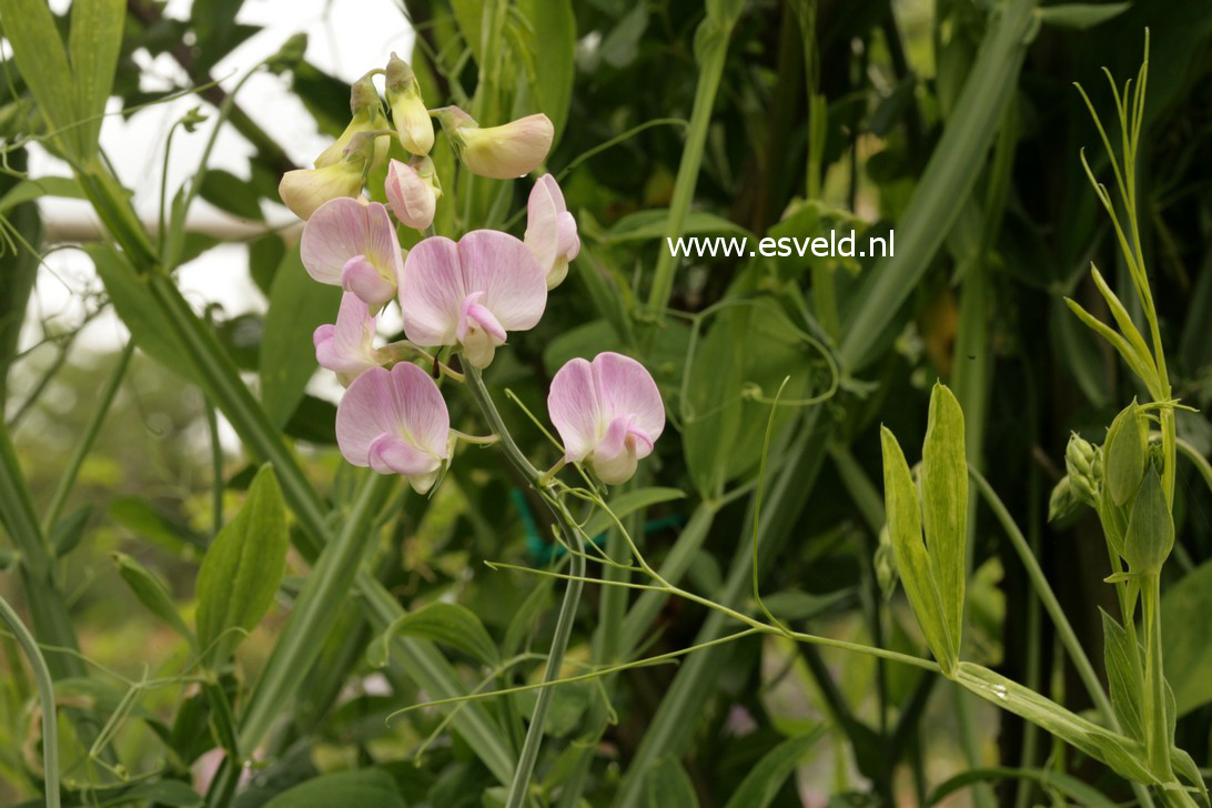 Lathyrus latifolius 'Pink Pearl'