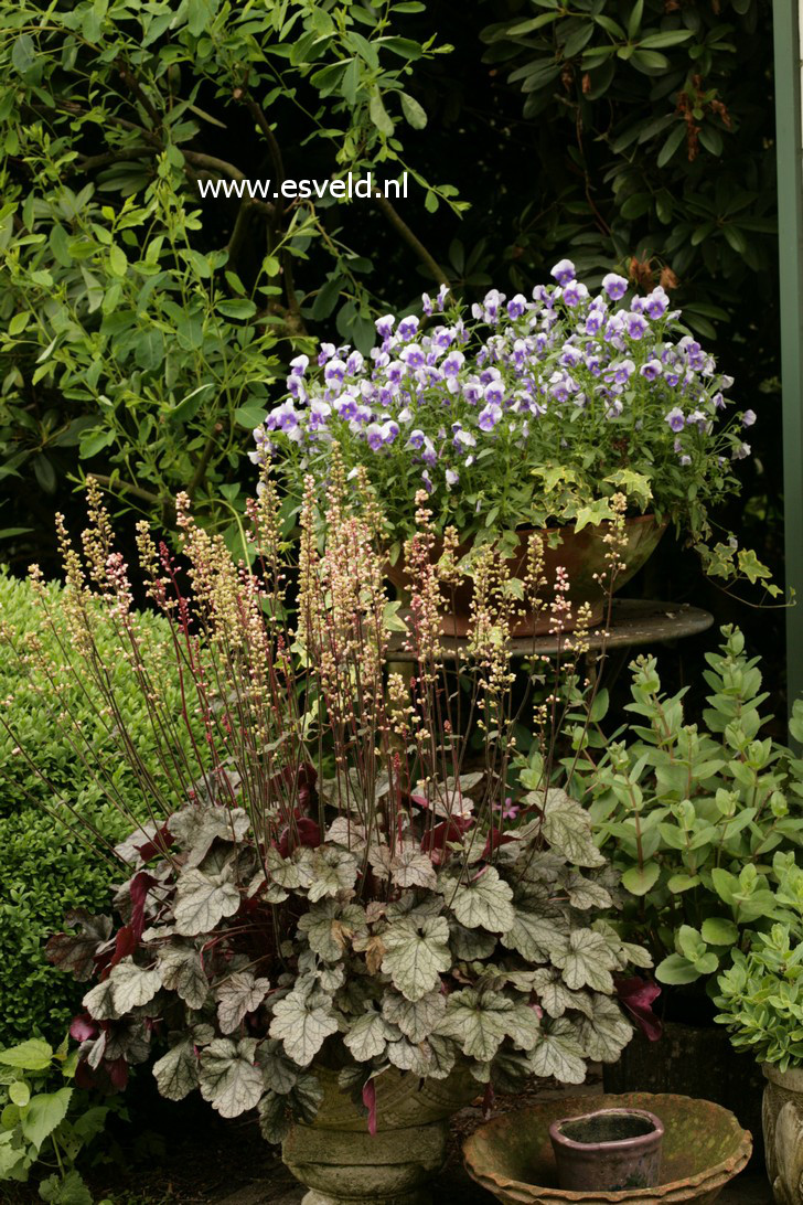 Heuchera 'Silver Scrolls'