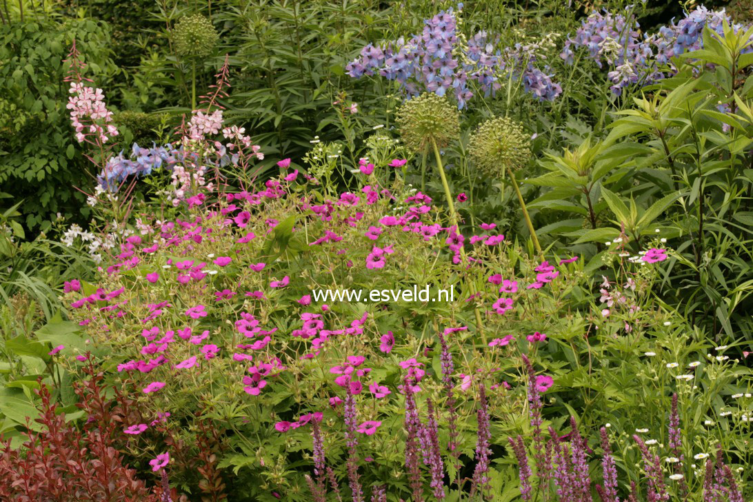 Geranium psilostemon