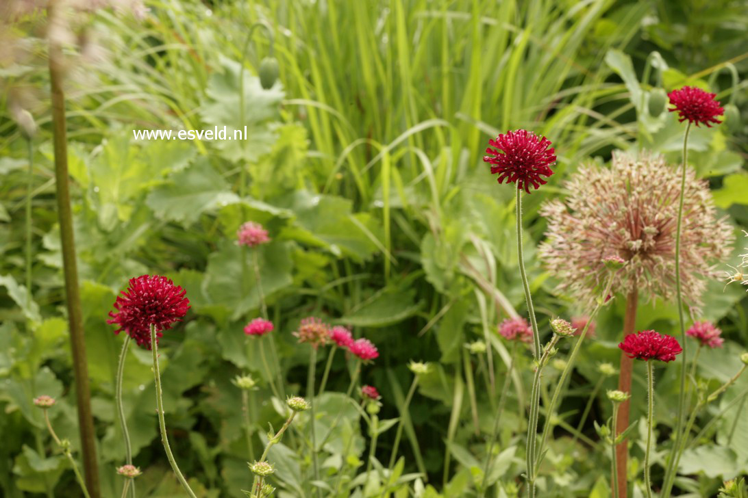 Knautia macedonica