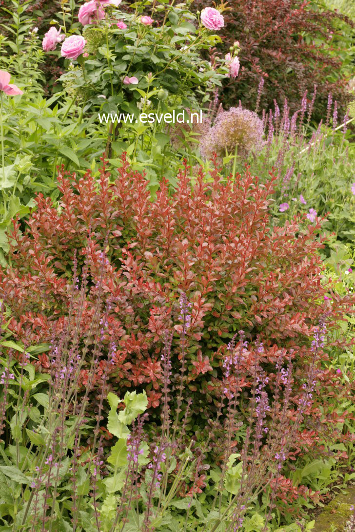 Berberis thunbergii 'Atropurpurea Nana'